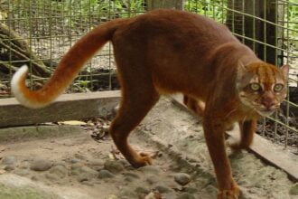 Borneo’s bay cat