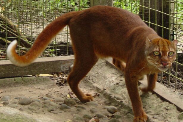 Borneo’s bay cat