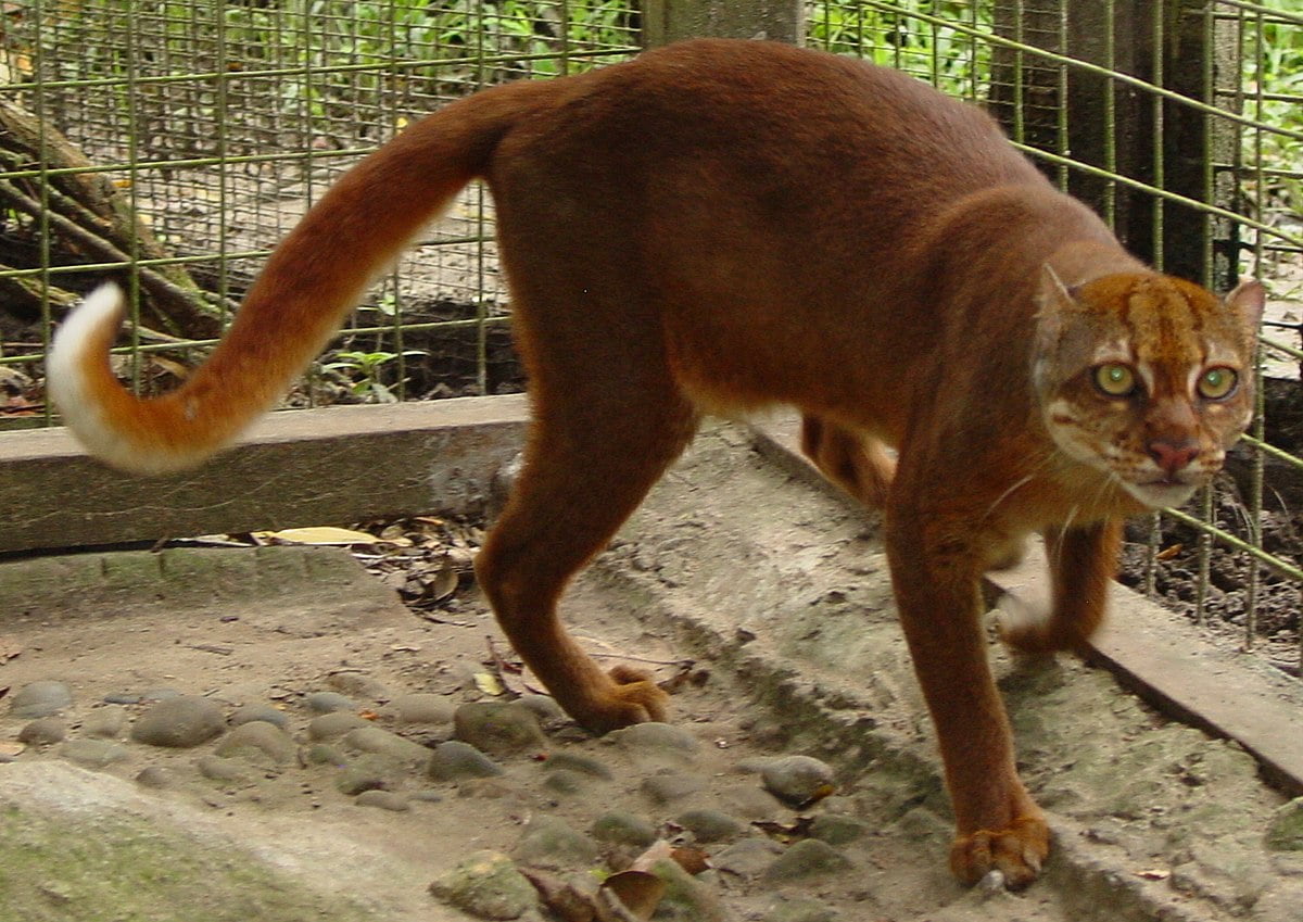 Borneo’s bay cat