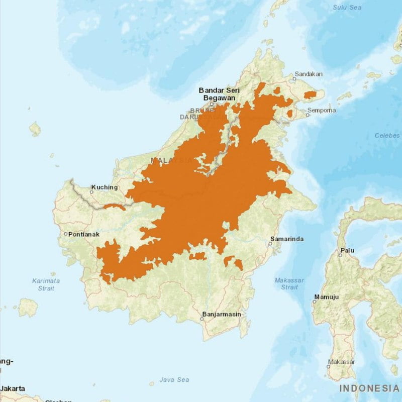 Distribution of bay cat (2016)