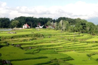 Toraja Rice Field Terraces