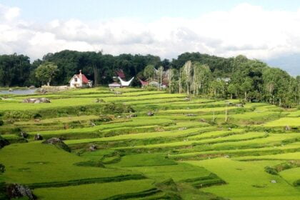 Toraja Rice Field Terraces