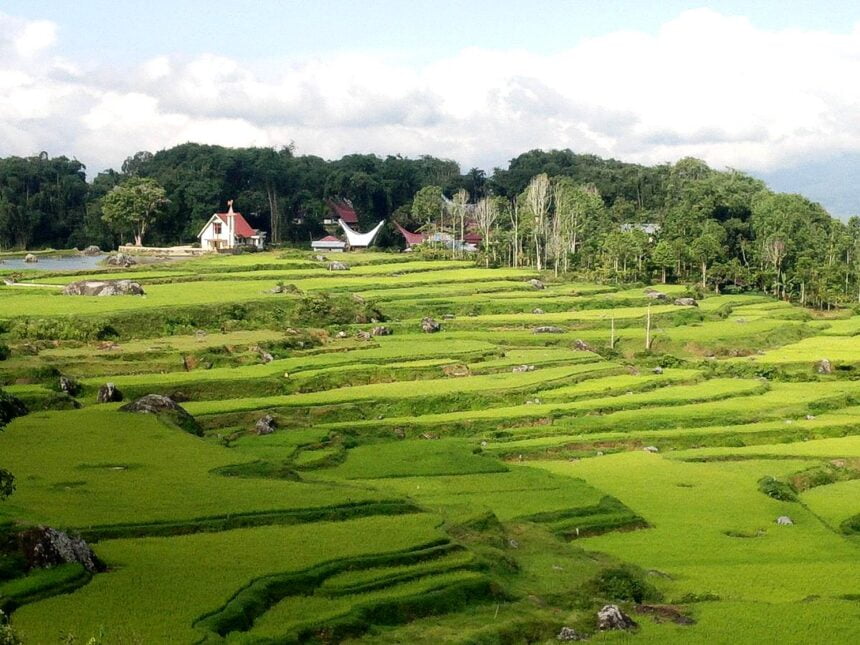 Toraja Rice Field Terraces
