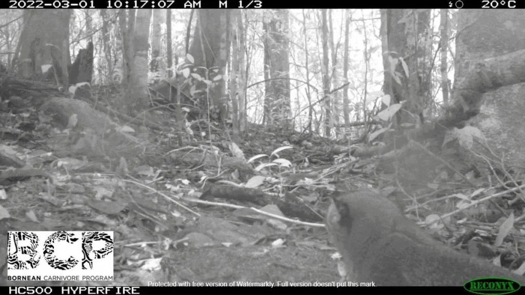 eekor kucing merah sedang berburu di Hutan Lindung Nuluhon Trusmadi di Sabah, Malaysia, pada ketinggian 1.503 meter, gambar ini menujukkan rekor ketinggian yang memungkinkan bagi spesies ini. Foto: Andrew Hearn