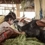 Buffalo at Bolu Market