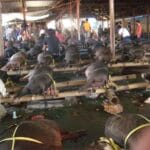 Pig forsale at Makale Market