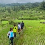 Trekking through the rice fields in Batutumonga