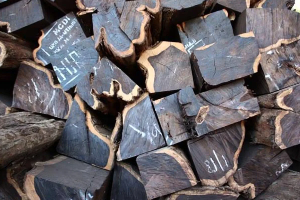 Kayu Hitam Sulawesi