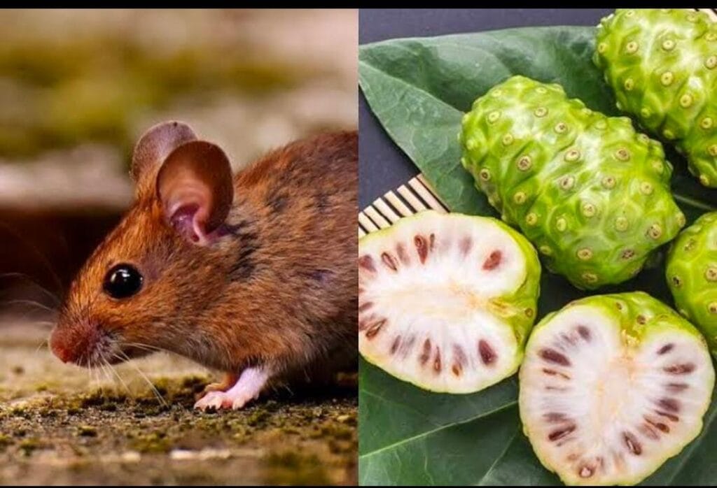Take advantage of noni (mengkudu) fruit