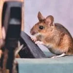 Tips For Preventing Rat Infestations During the Rainy Season