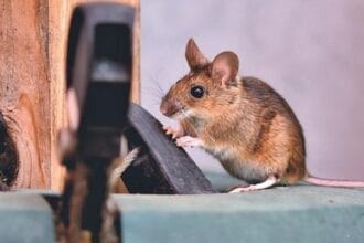 Tips For Preventing Rat Infestations During the Rainy Season