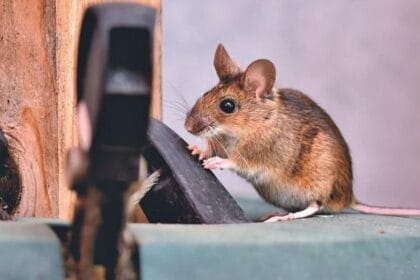 Tips For Preventing Rat Infestations During the Rainy Season