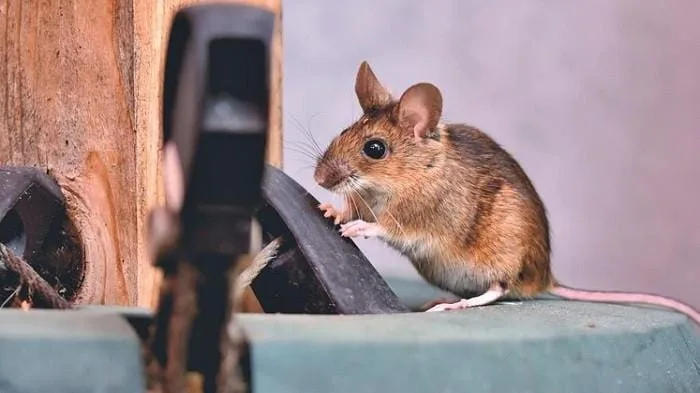 Tips Mengusir Tikus saat Musim Hujan