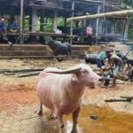 Rambu Solo’ Almh. Helena Pongsibidang (Ne’ Sarna)