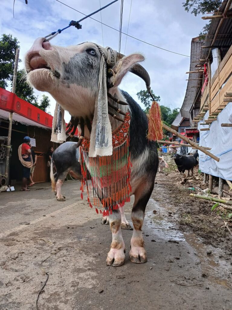 Sarita sebagai hiasan kerbau pada ritual adat Rambu Solo', (Dok.Anny Marimbunna)