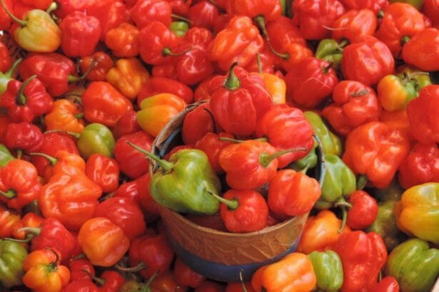 Cabai Katokkon Toraja