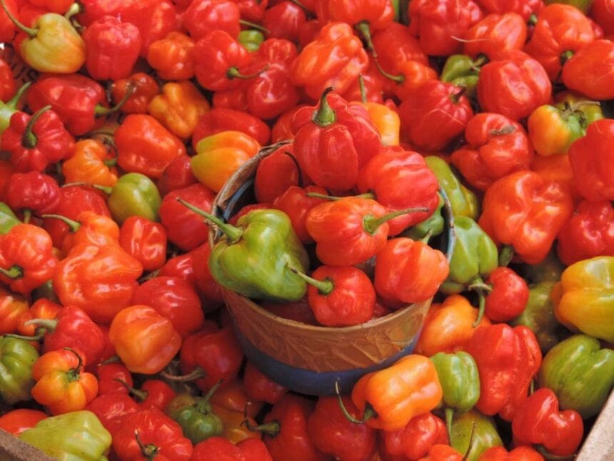 Cabai Katokkon Toraja