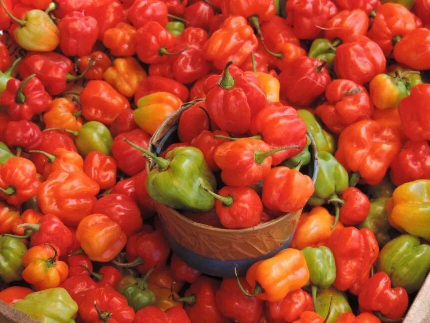 Cabai Katokkon Toraja