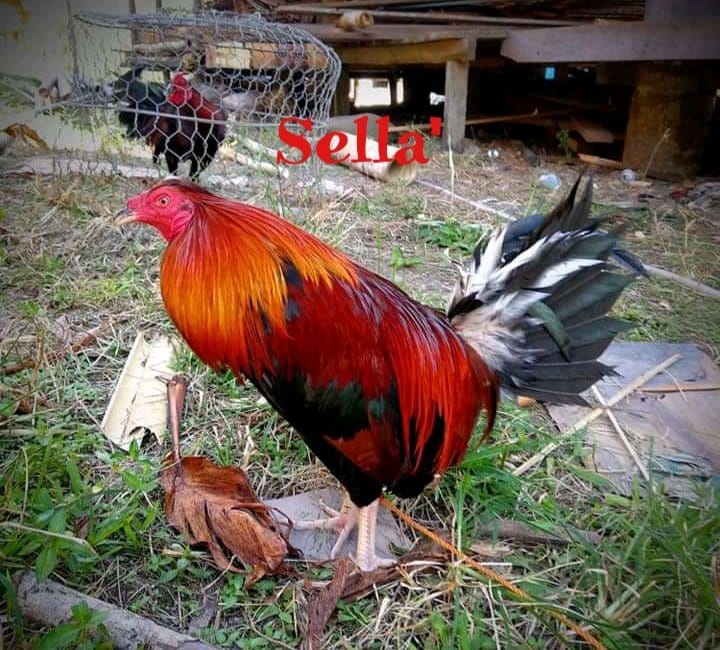 1.) Sella' - Nama Ayam Jantan (Londong) Toraja