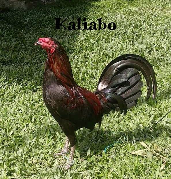 10.) Kaliabo - Nama Ayam Jantan (Londong) Toraja