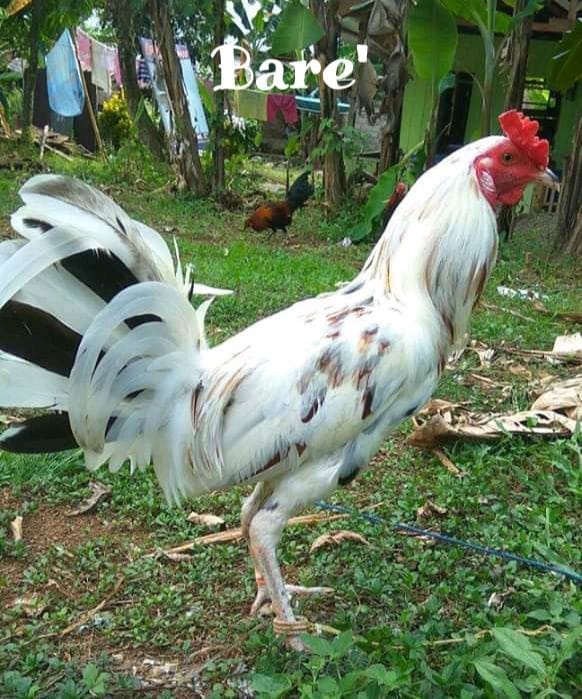 12.) Bare' - Nama Ayam Jantan (Londong) Toraja