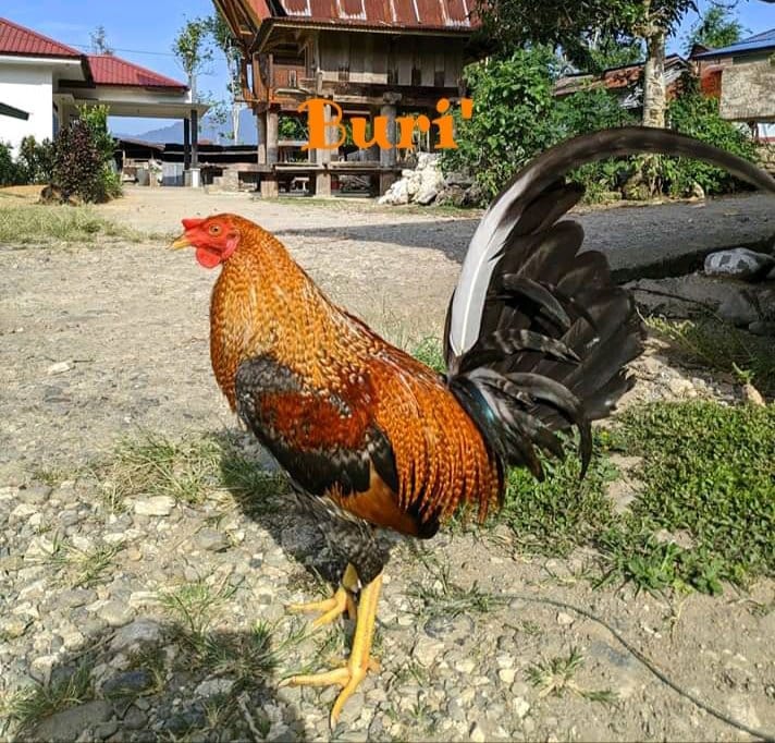 13.) Buri' - Nama Ayam Jantan (Londong) Toraja