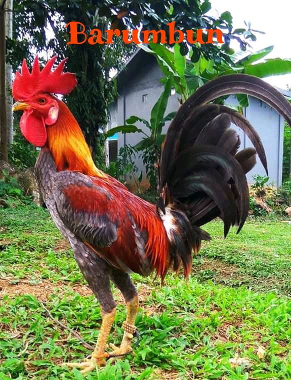14.) Barumbun - Nama Ayam Jantan (Londong) Toraja