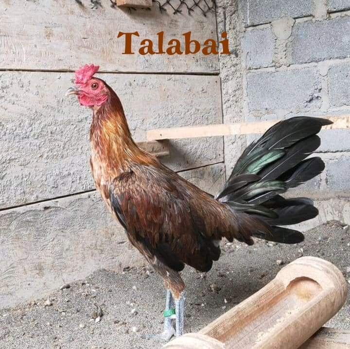 16.) Talabai - Nama Ayam Jantan (Londong) Toraja