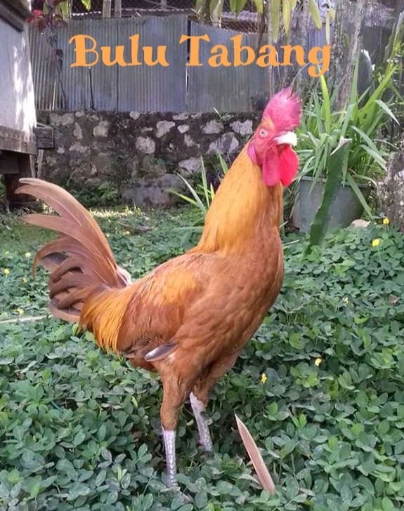 17.) Bulu Tabang - Nama Ayam Jantan (Londong) Toraja