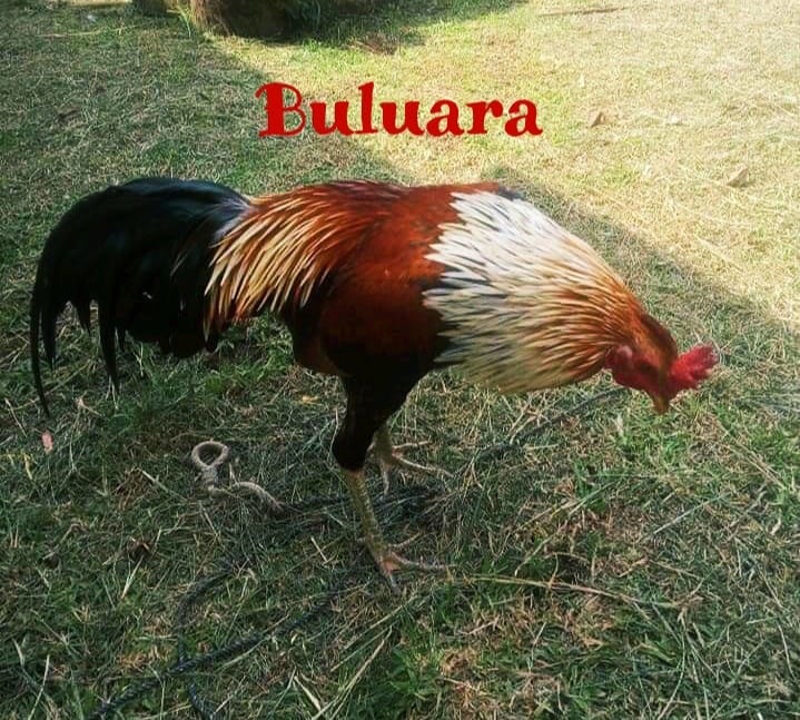 18.) Bulu Ara - Nama Ayam Jantan (Londong) Toraja