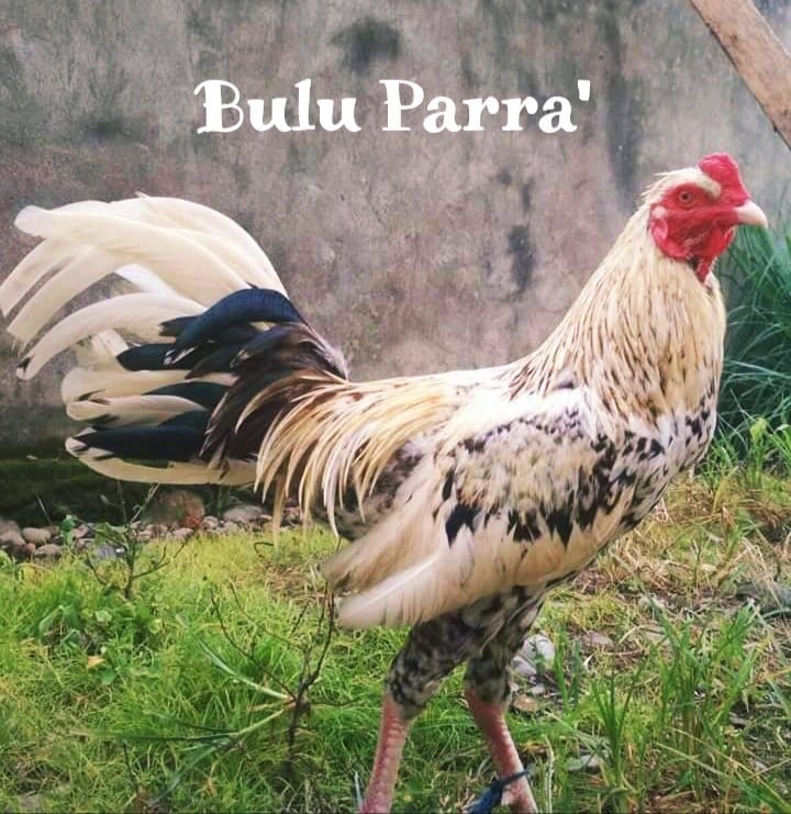 19.) Bulu Parra' - Nama Ayam Jantan (Londong) Toraja