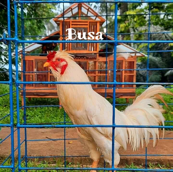 2.) Busa' - Nama Ayam Jantan (Londong) Toraja