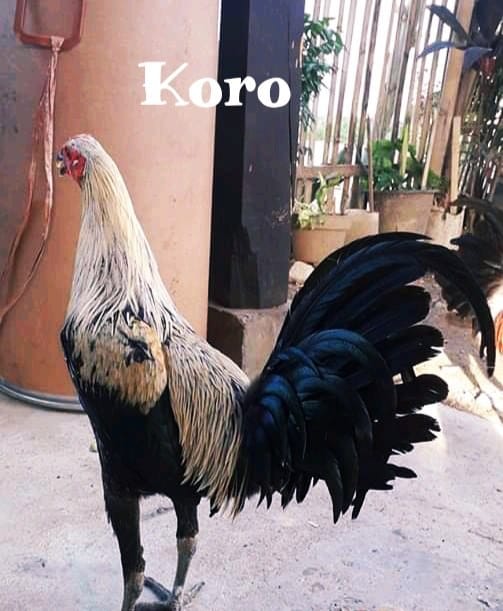 3.) Koro - Nama Ayam Jantan (Londong) Toraja