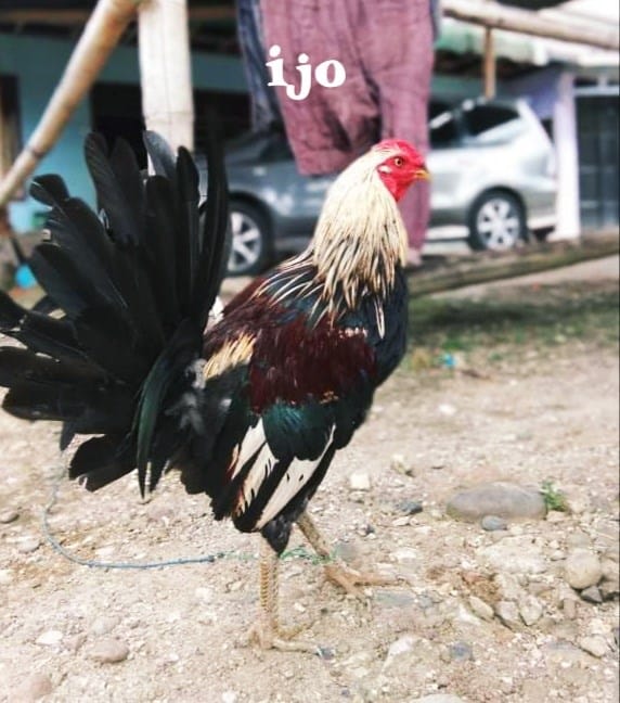 4.) Ijo - Nama Ayam Jantan (Londong) Toraja