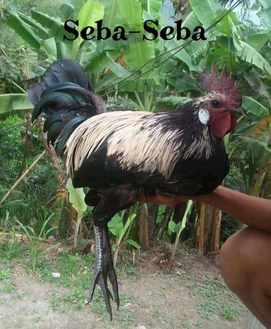 5.) Seba-Seba - Nama Ayam Jantan (Londong) Toraja