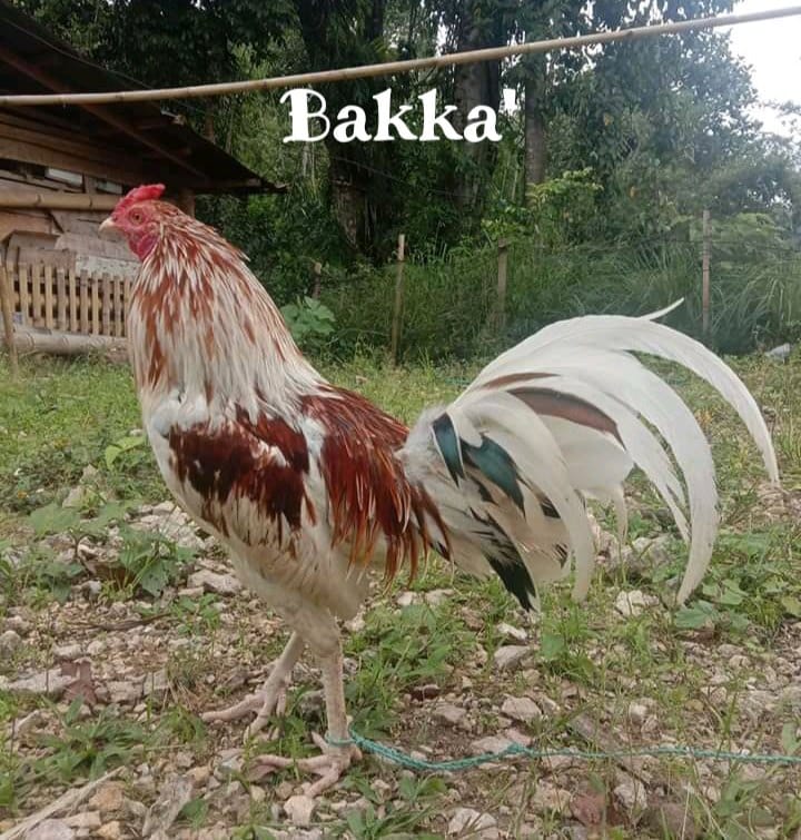 7.) Bakka' - Nama Ayam Jantan (Londong) Toraja