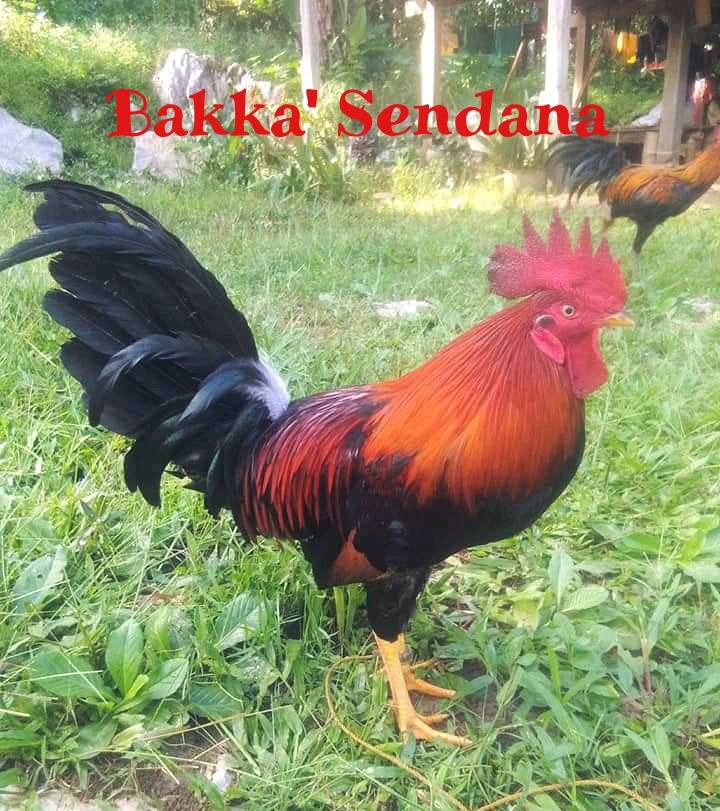 8.) Bakka' Sendana - Nama Ayam Jantan (Londong) Toraja