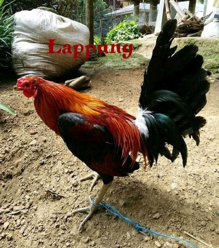 9.) Lappung - Nama Ayam Jantan (Londong) Toraja
