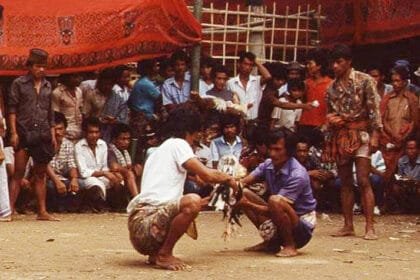 Tradisi Bulangan Londong Toraja