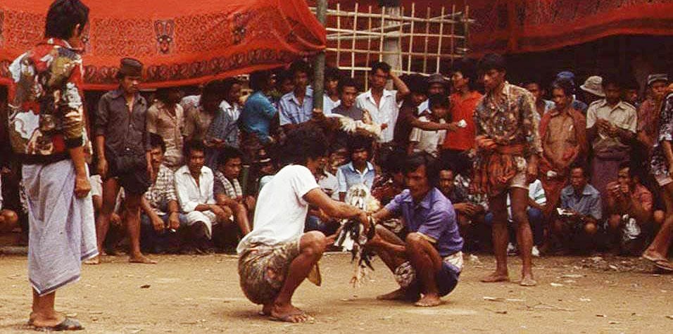 Tradisi Bulangan Londong Toraja