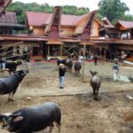 Pemakaman Adat Rambu Solo’ Alm. Yohanis Buntang Saso’ & Alm. Daniel Pambua’ – Agustus 2026