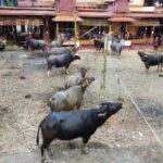 Pemakaman Adat Rambu Solo’ Alm. Yohanis Buntang Saso’ & Alm. Daniel Pambua’ – Agustus 2026